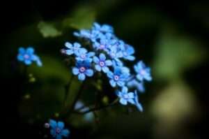 Forget-me-nots